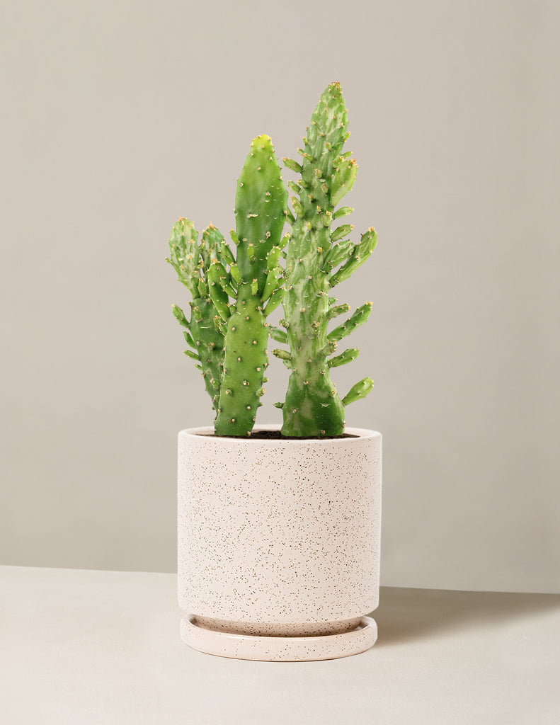 How to care for a Prickly Pear Cactus