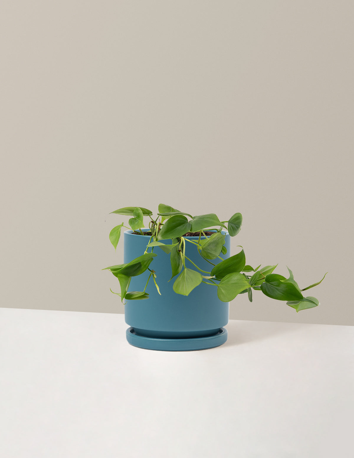 Heartleaf Philodendron