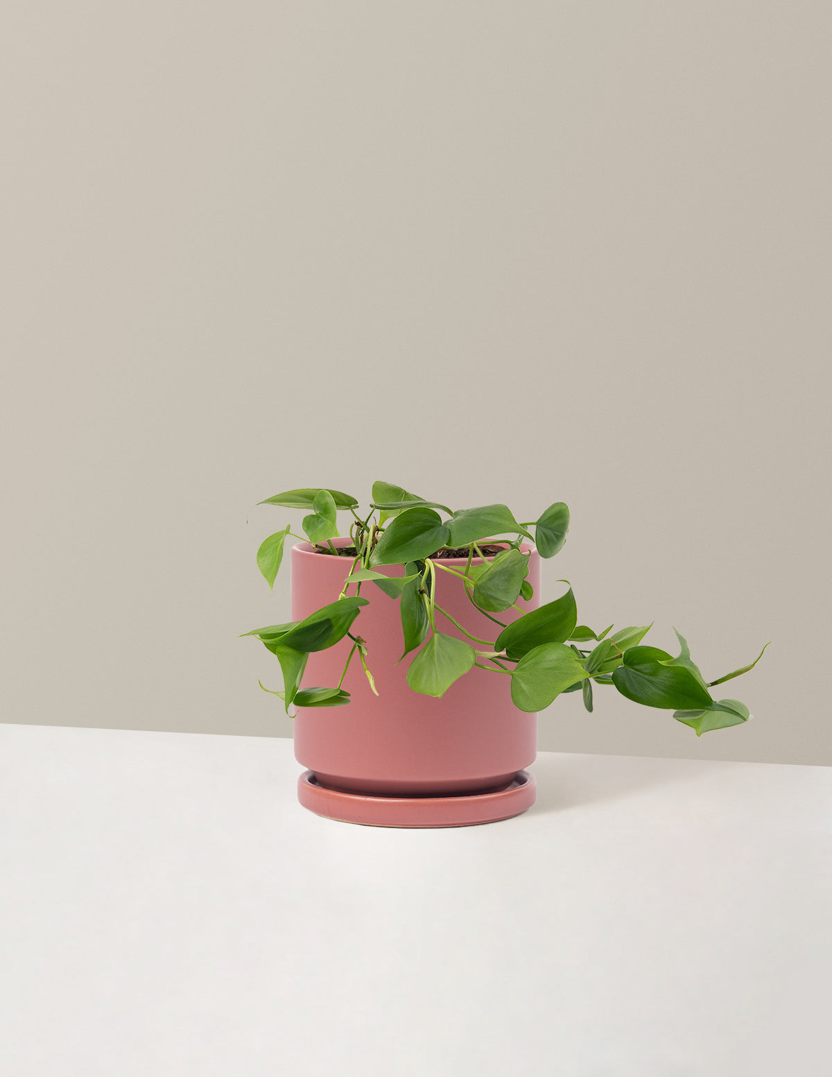 Heartleaf Philodendron