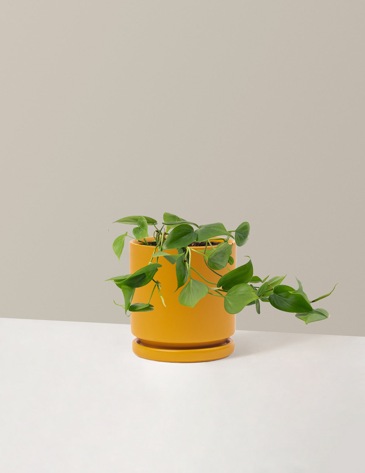 Heartleaf Philodendron
