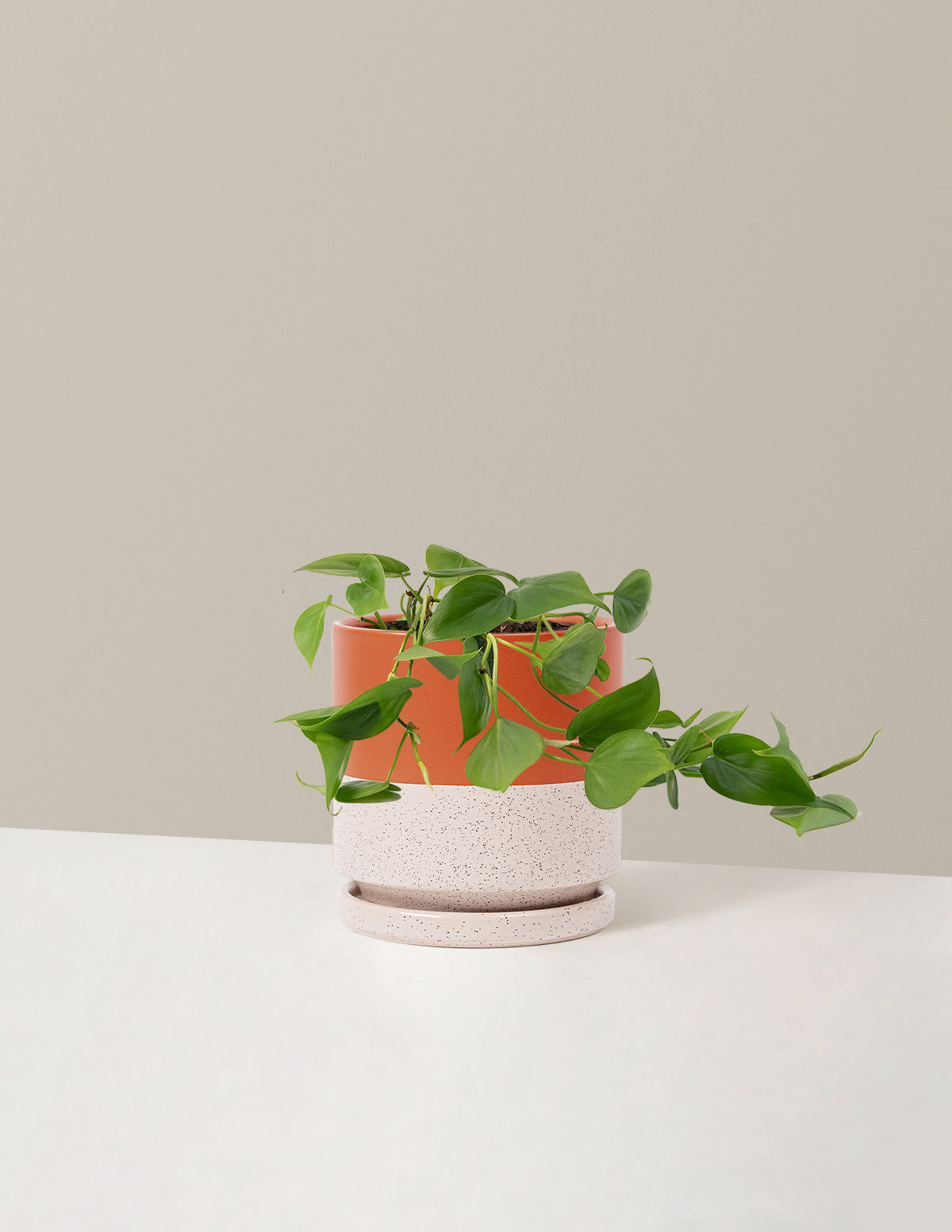 Heartleaf Philodendron
