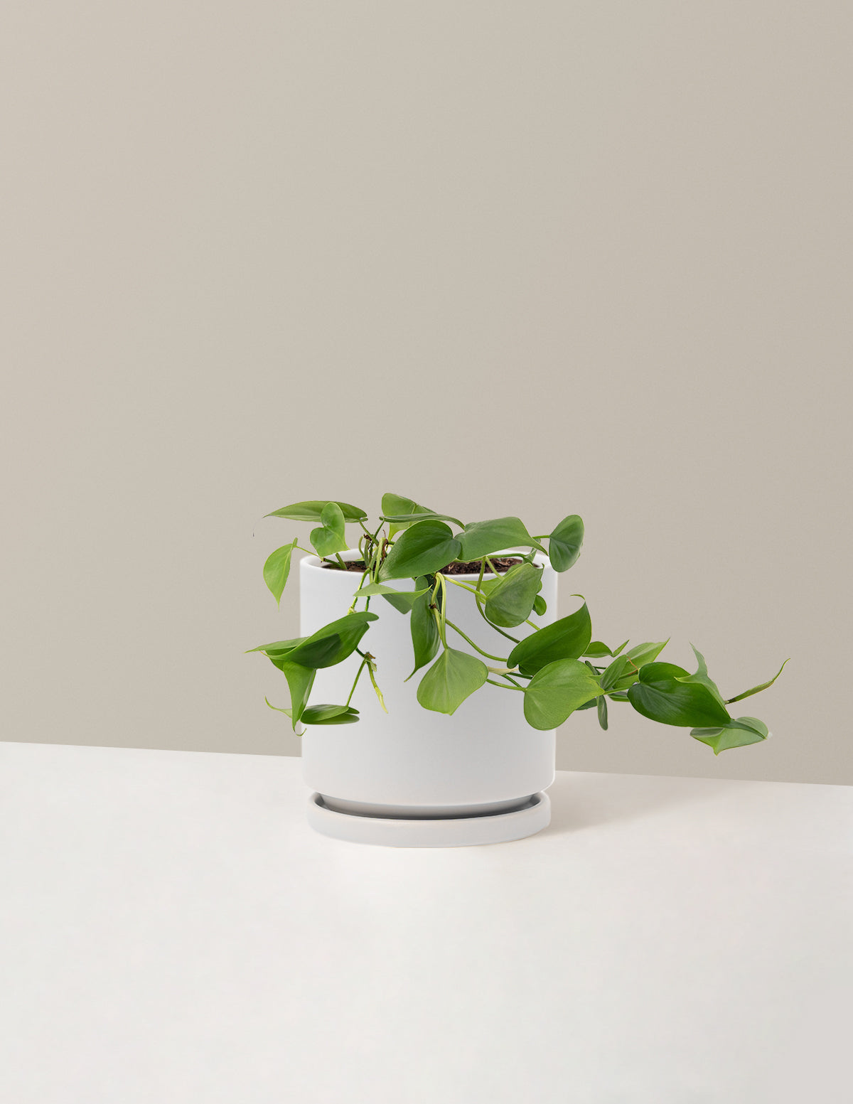 Heartleaf Philodendron