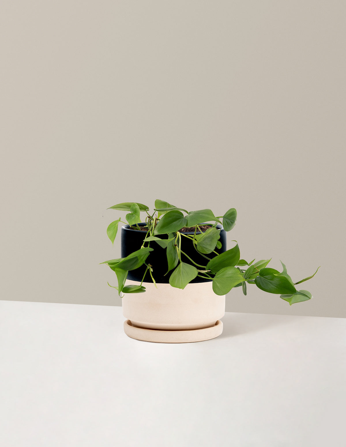 Heartleaf Philodendron