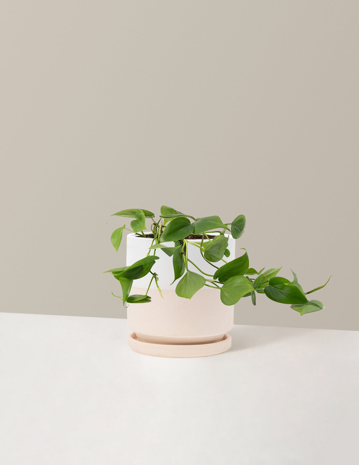 Heartleaf Philodendron