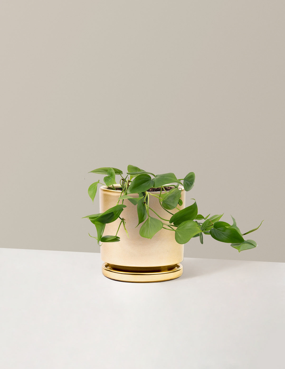 Heartleaf Philodendron