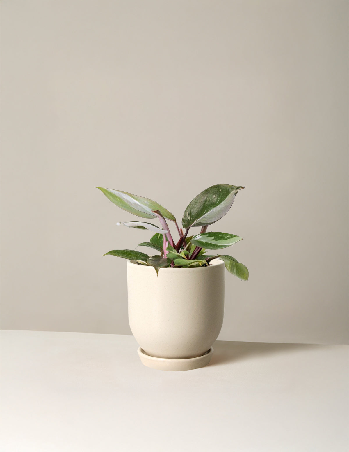 Philodendron Red Anderson