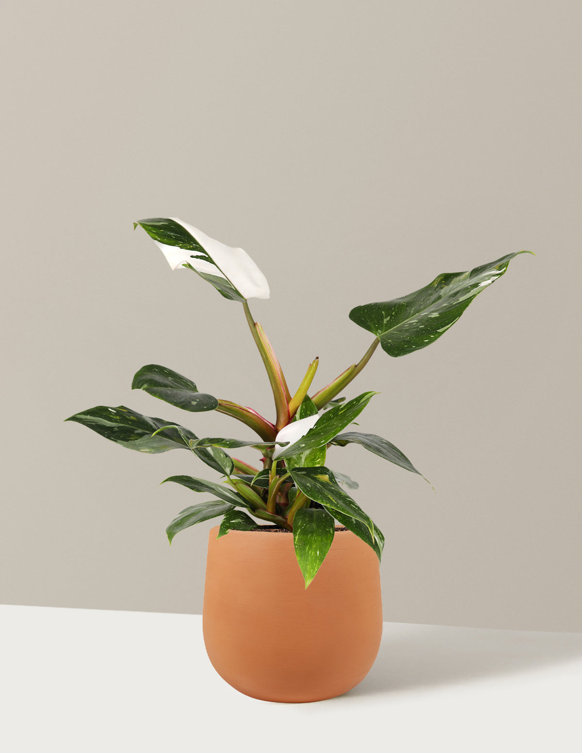 buy white princess philodendron Philodendron White Princess Houseplant with Planter - Small (11-15" tall) Stone Planter