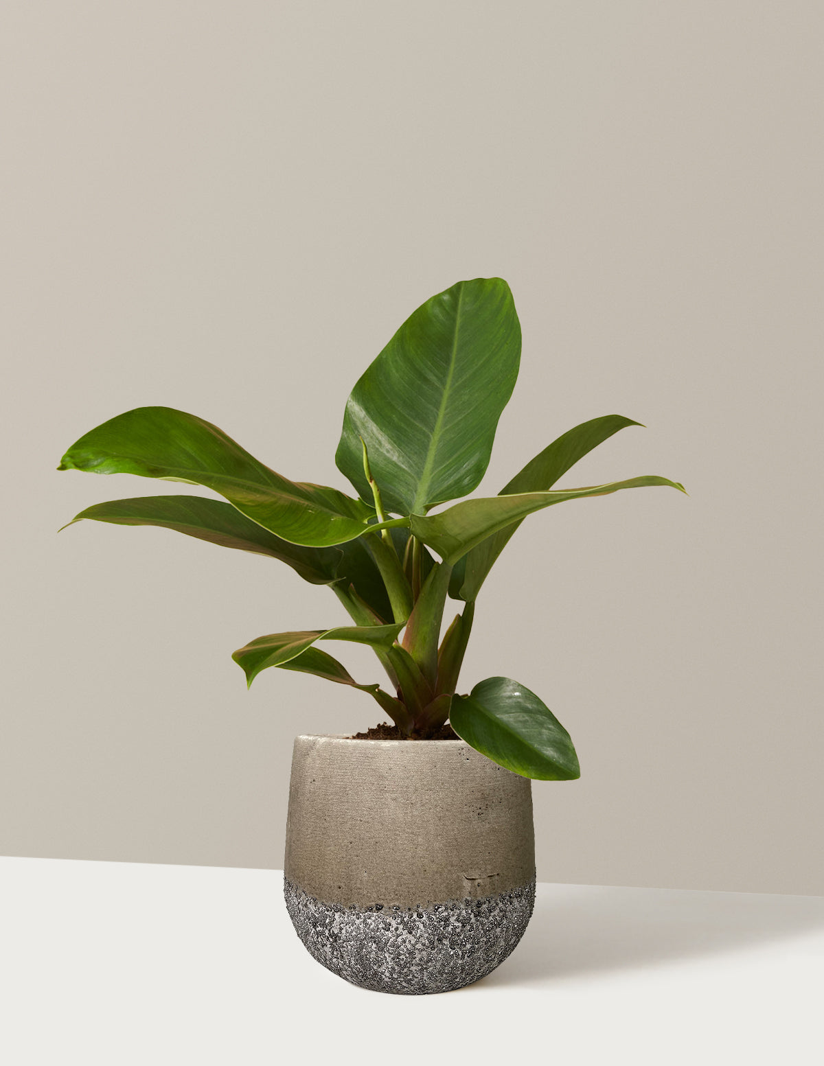 lower philodendron Philodendron Imperial Green