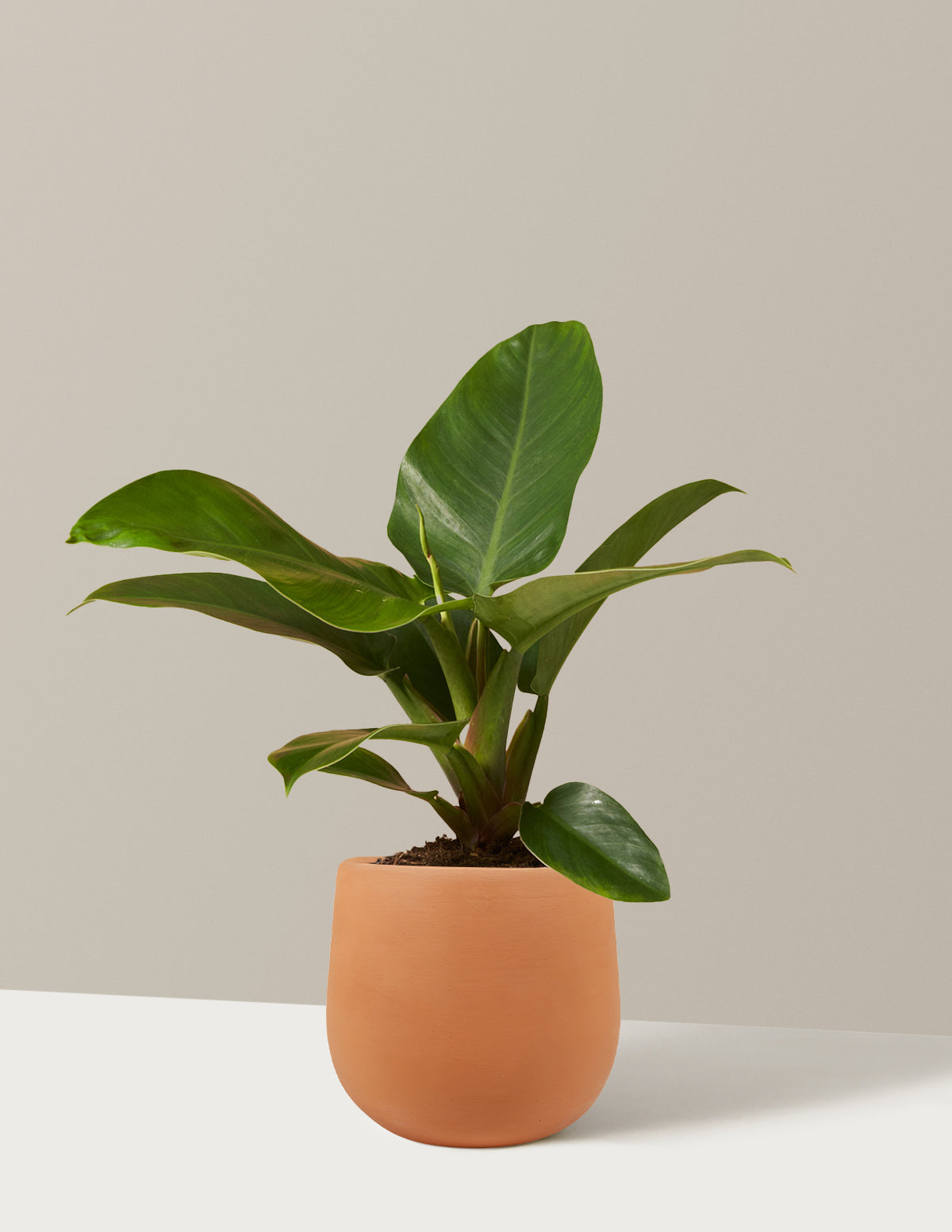 Philodendron Imperial Green