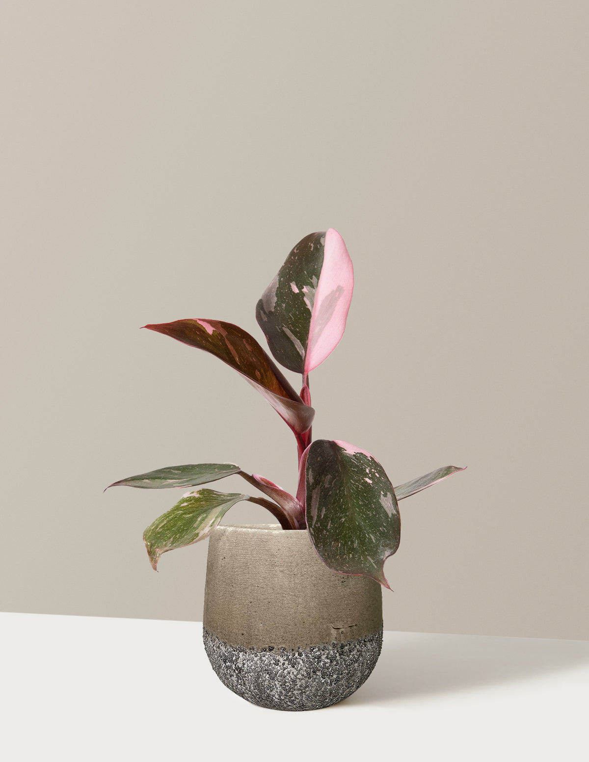 Philodendron Pink Princess