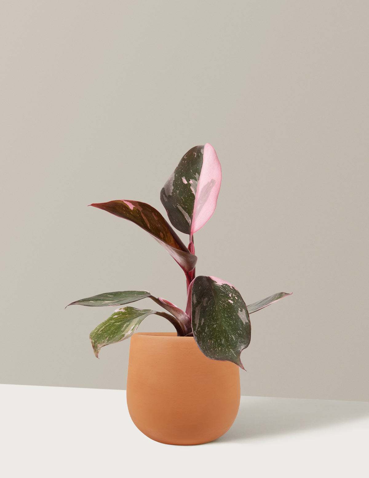 Philodendron Pink Princess