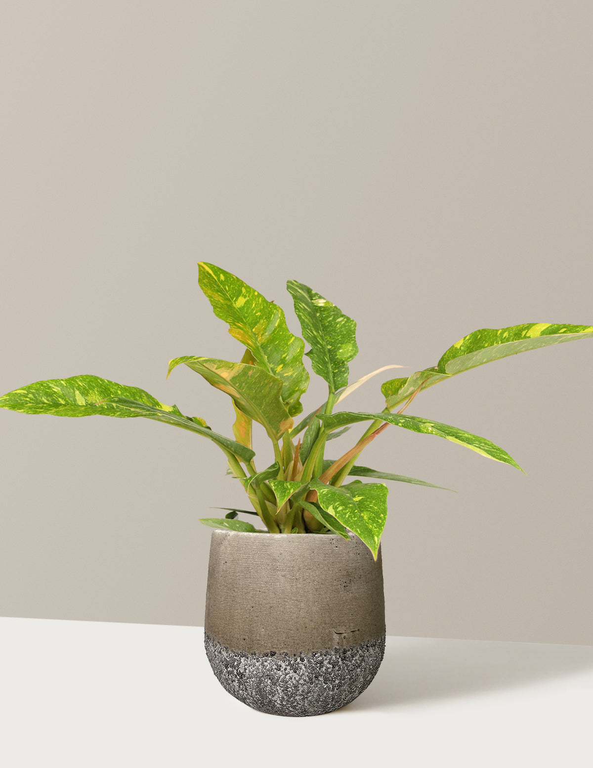 Philodendron Ring of Fire