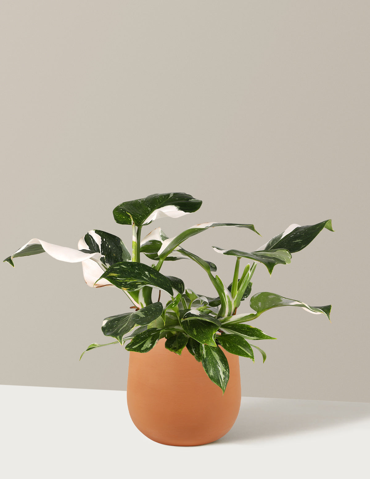 Philodendron White Wizard