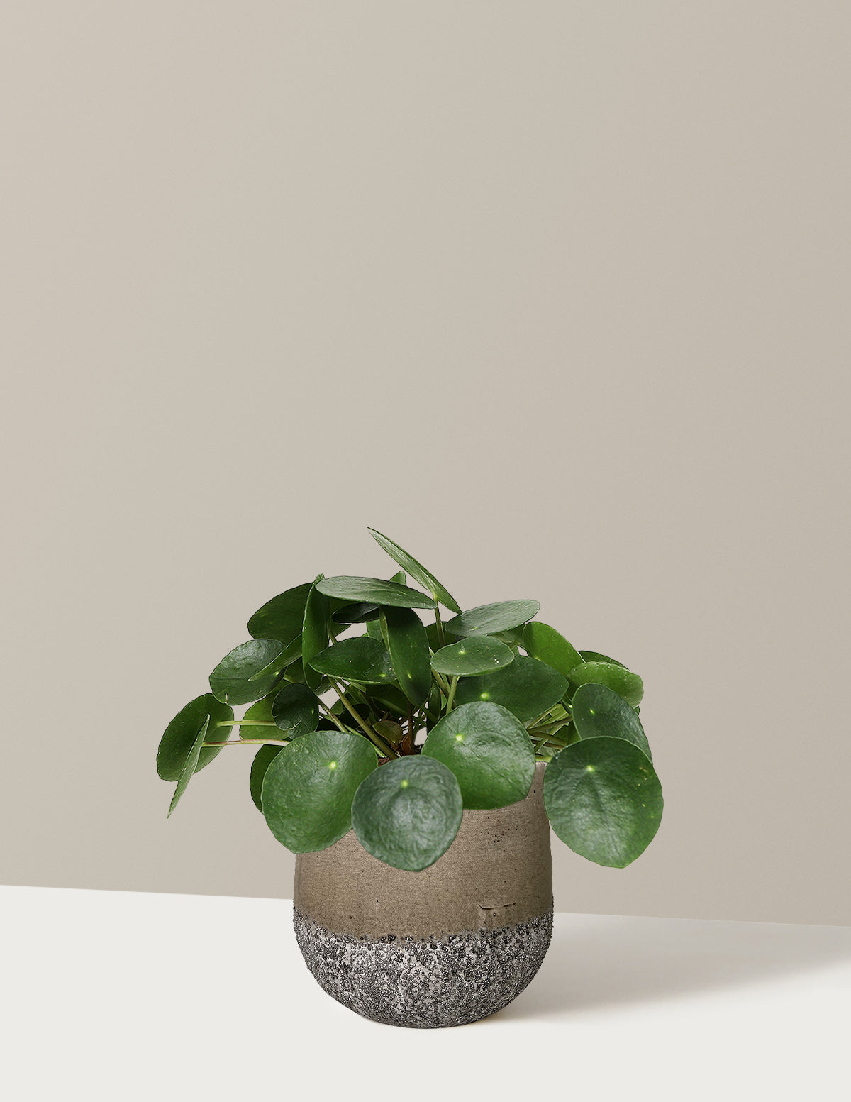 Pilea Peperomioides
