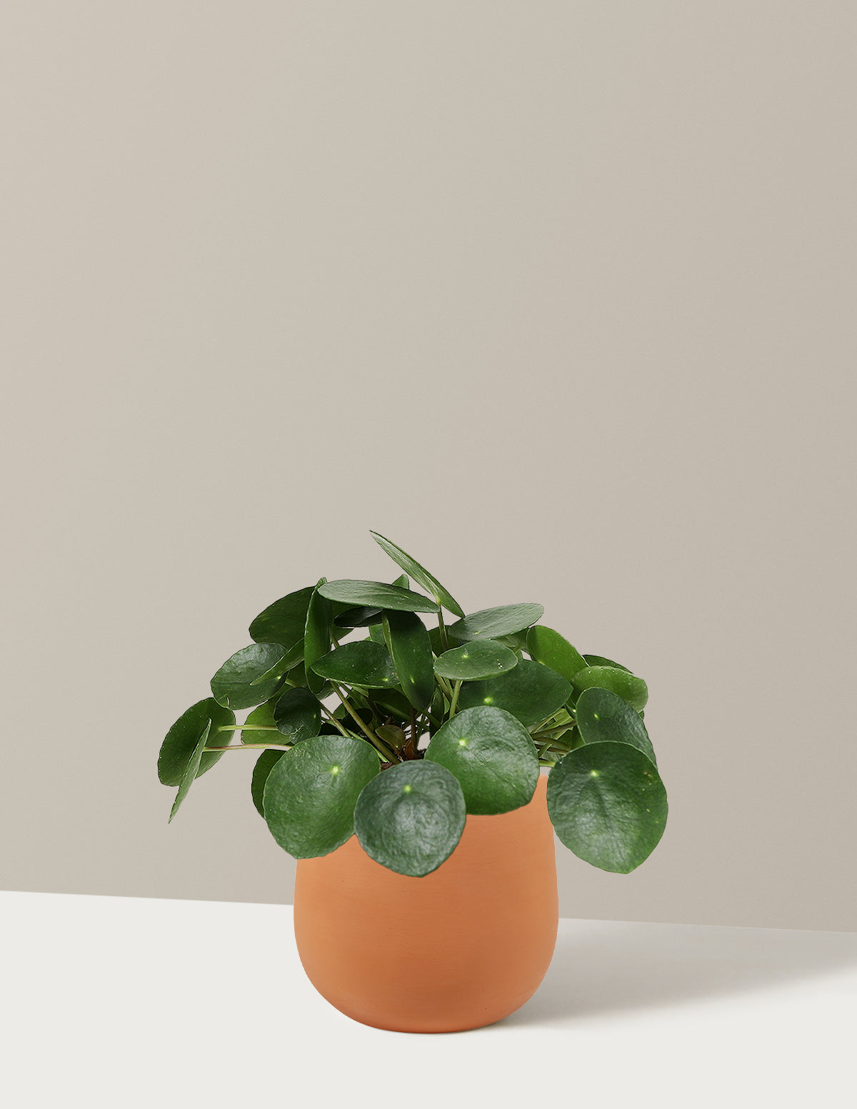 Pilea Peperomioides