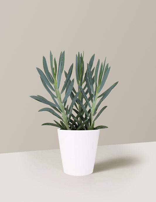 Senecio Mount Everest