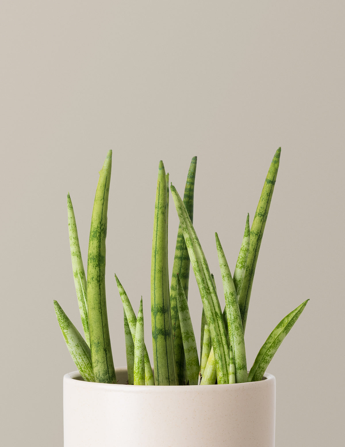 sansevieria plant is snake plant Snake Plant Cylindrica with Planter - Small (4"-8" tall) Cream Planter