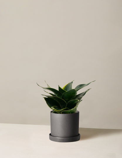 Snake Plant ‘Hahnii’