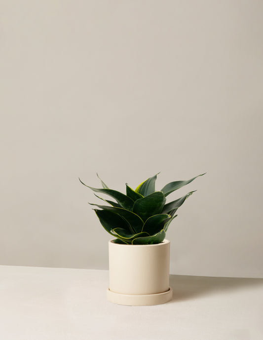 Snake Plant Hahnii