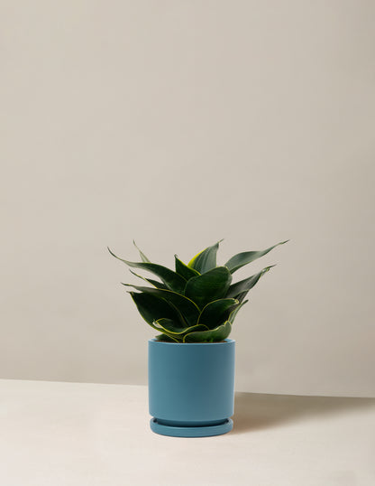 Snake Plant ‘Hahnii’