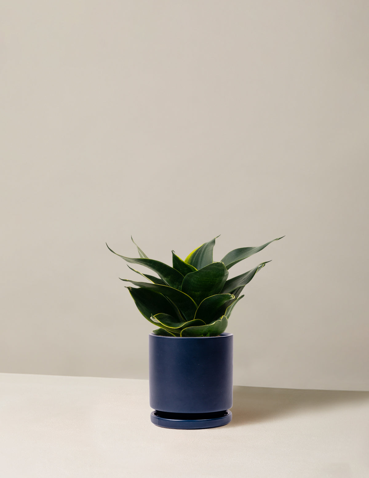 Snake Plant ‘Hahnii’
