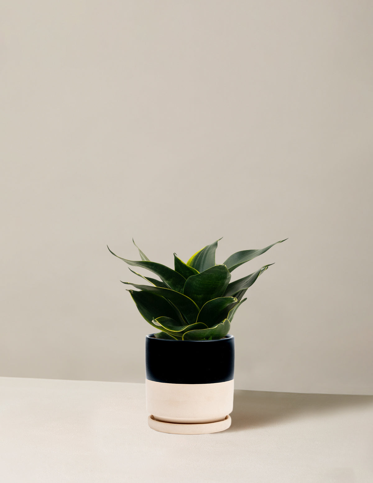 Snake Plant ‘Hahnii’