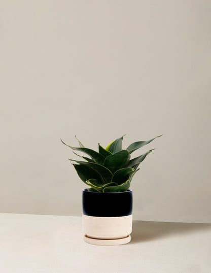 Snake Plant ‘Hahnii’