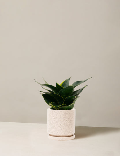 Snake Plant ‘Hahnii’