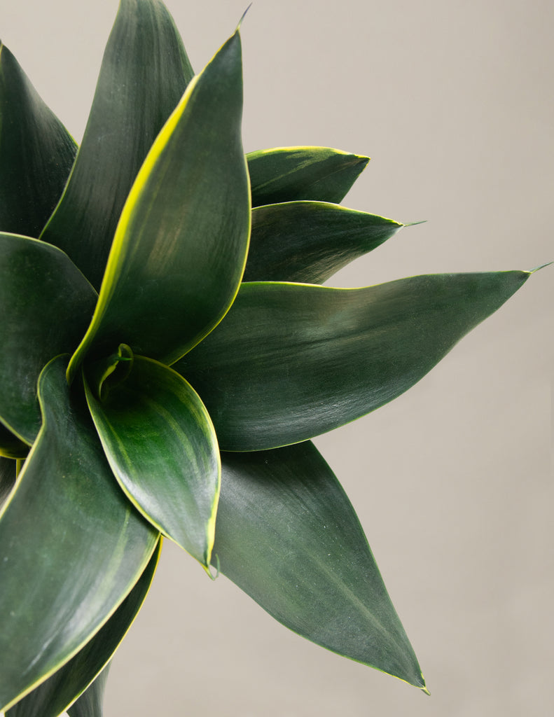 How to care for a Snake Plant Hahnii