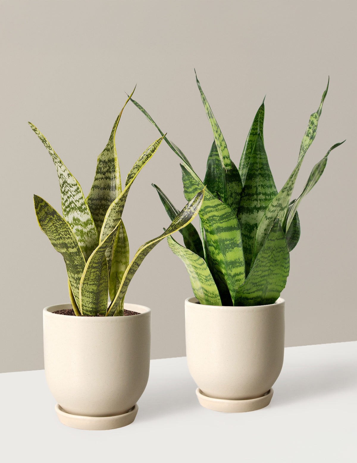 we pot plants Fits your Sill: Small but Mighty Duo