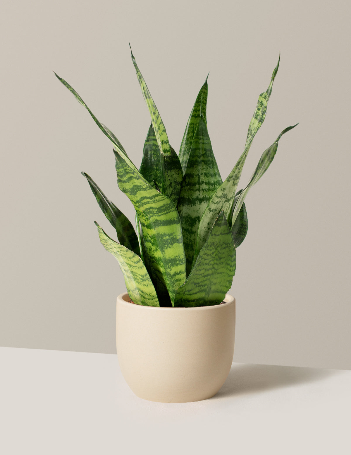 Snake Plant Zeylanica