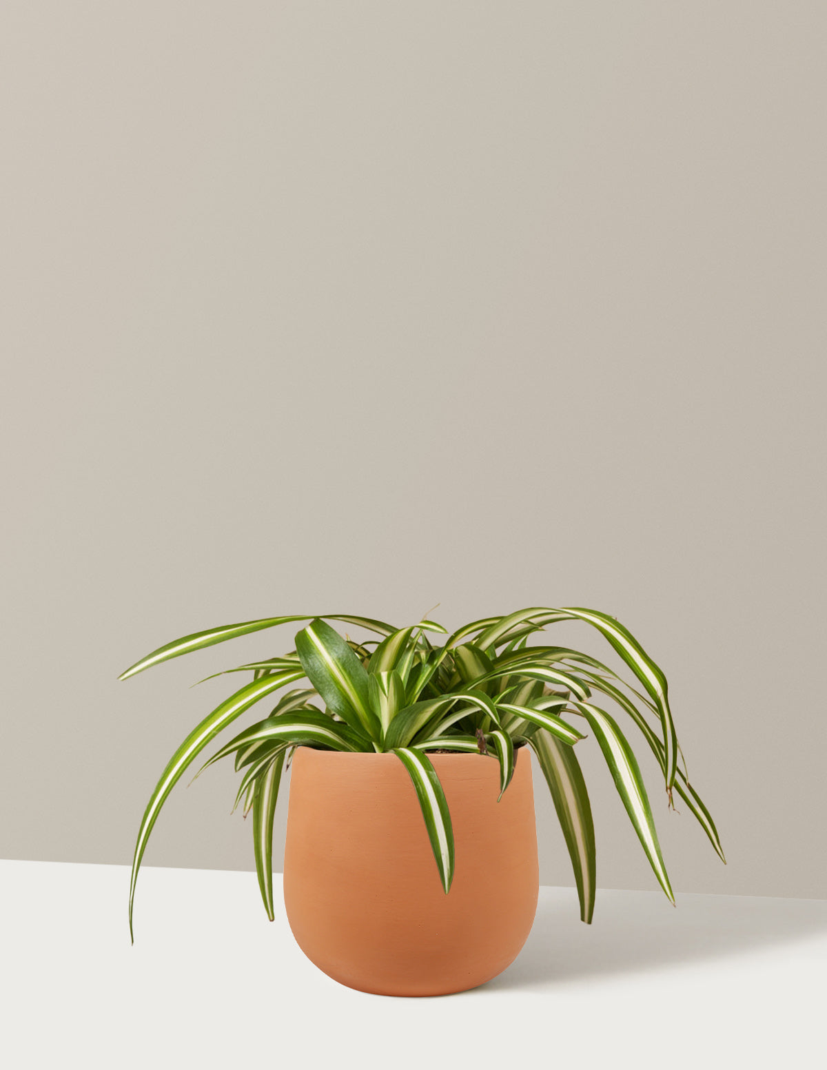 Spider Plant Variegated
