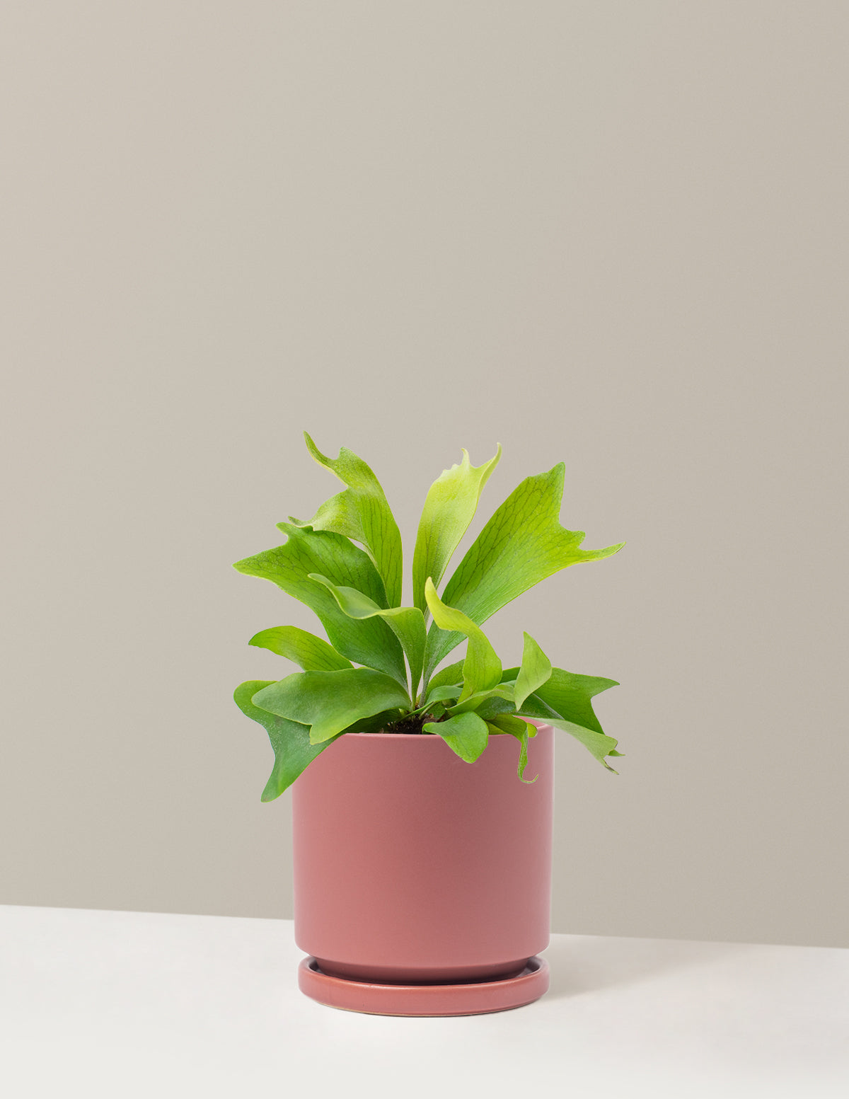 Staghorn Fern