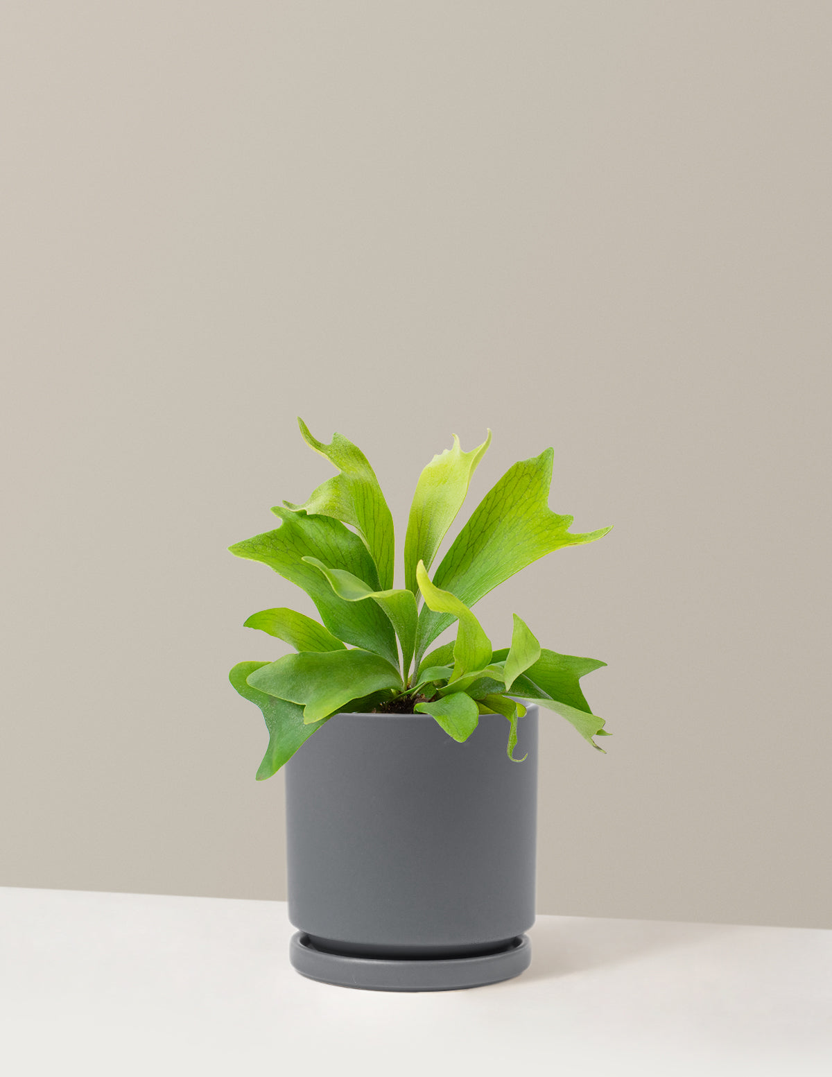 Staghorn Fern
