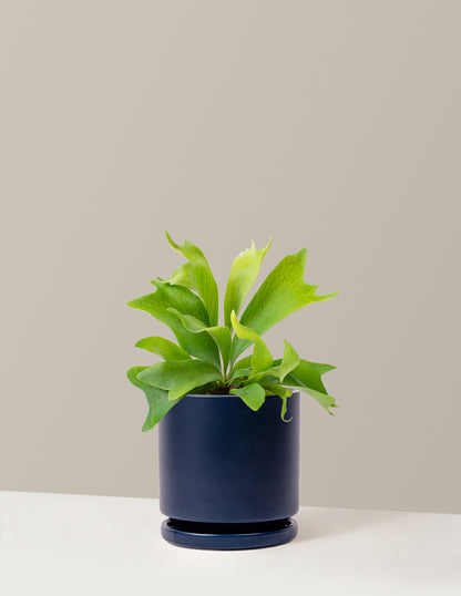 Staghorn Fern