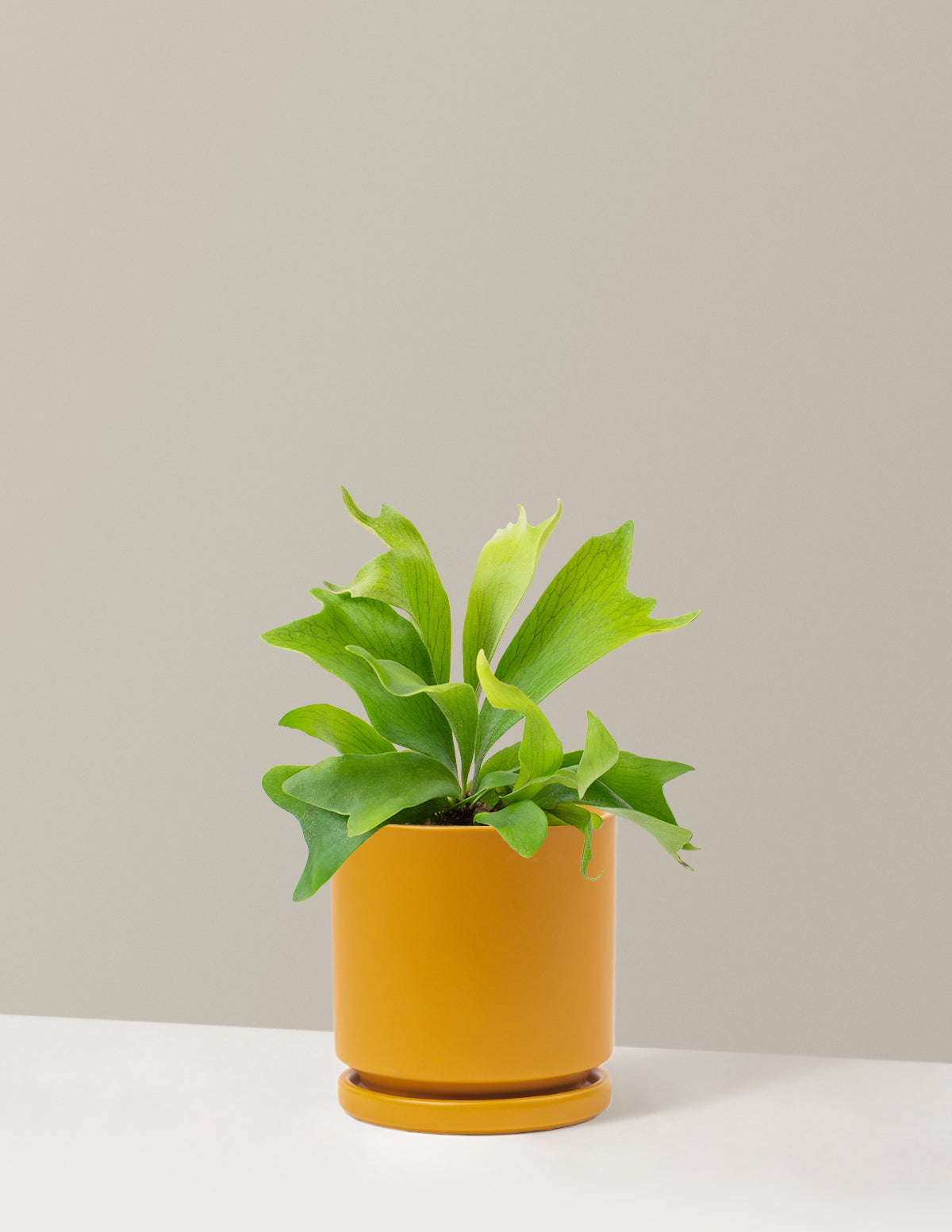 Staghorn Fern