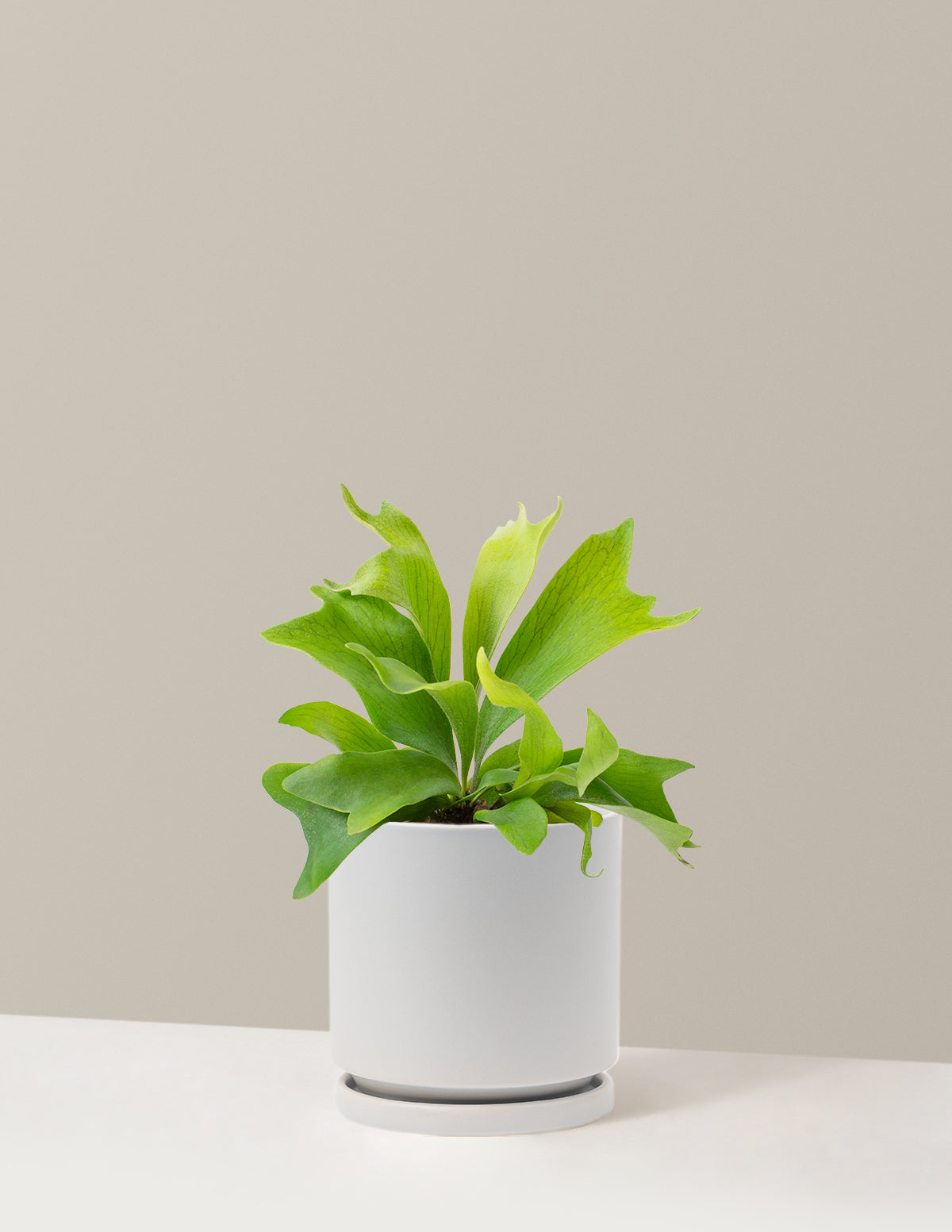 Staghorn Fern