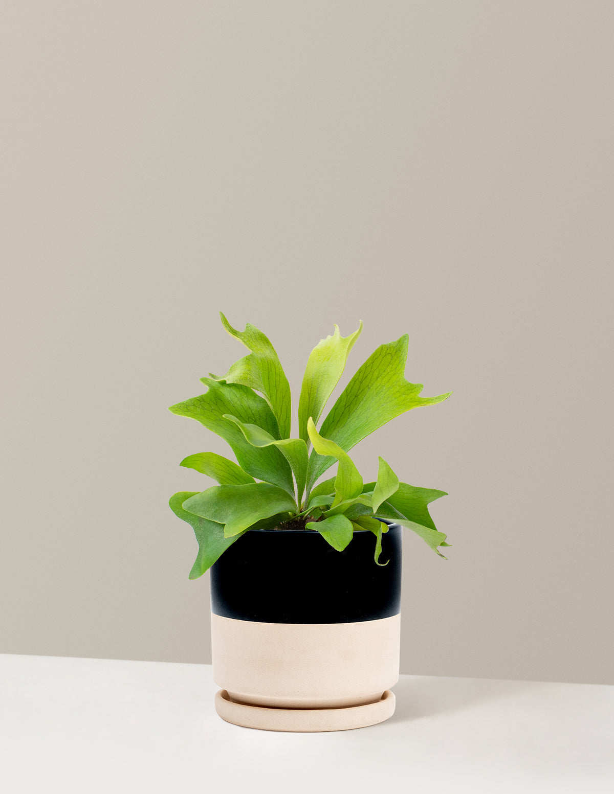 Staghorn Fern