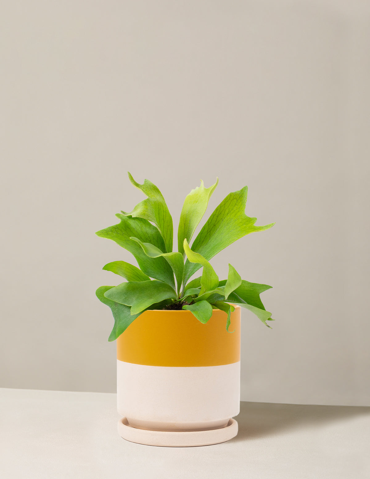 Staghorn Fern