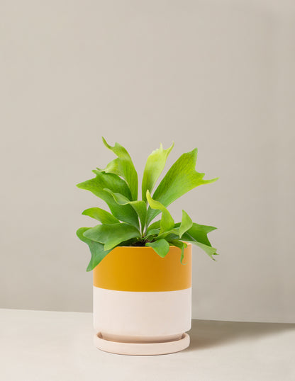 Staghorn Fern