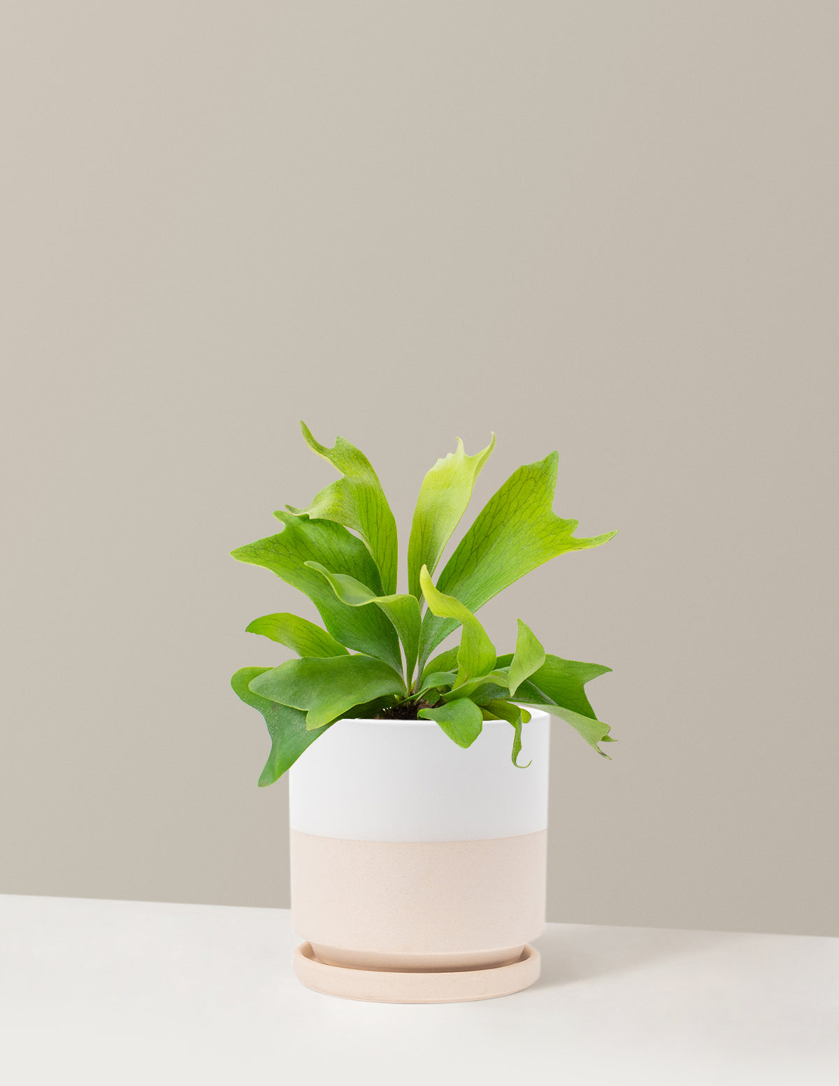Staghorn Fern