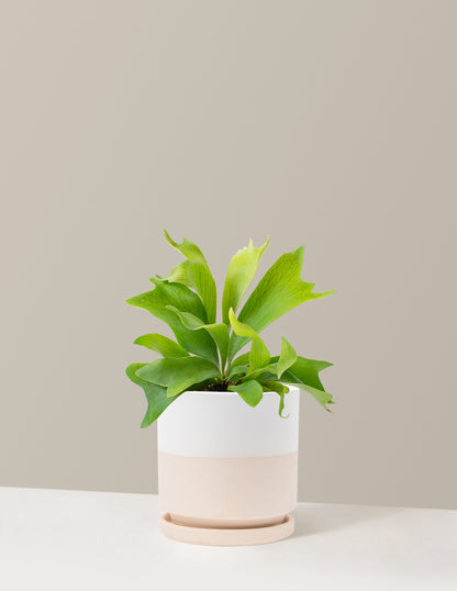 Staghorn Fern