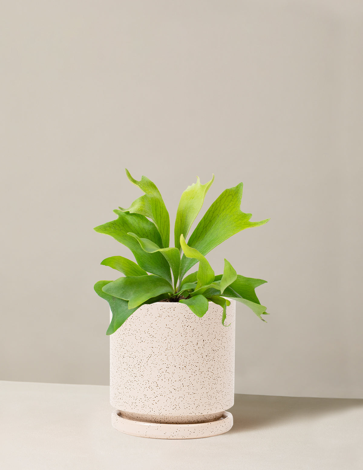 Staghorn Fern