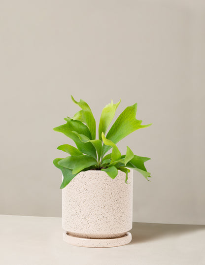 Staghorn Fern