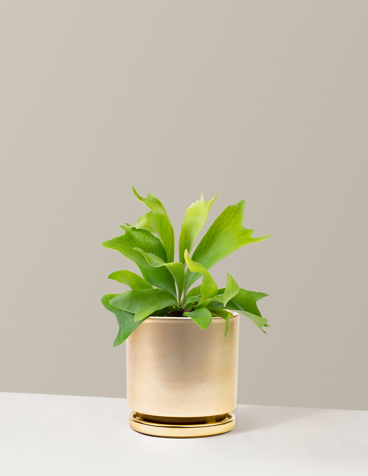 Staghorn Fern
