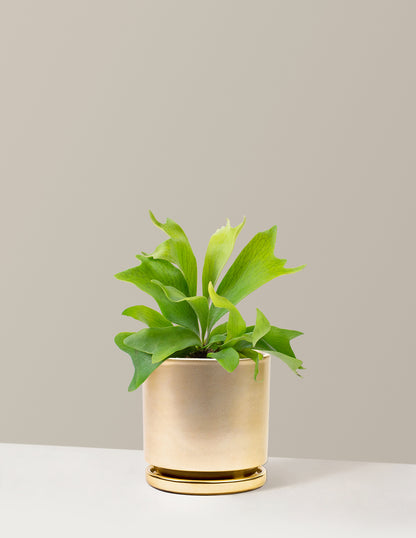 Staghorn Fern