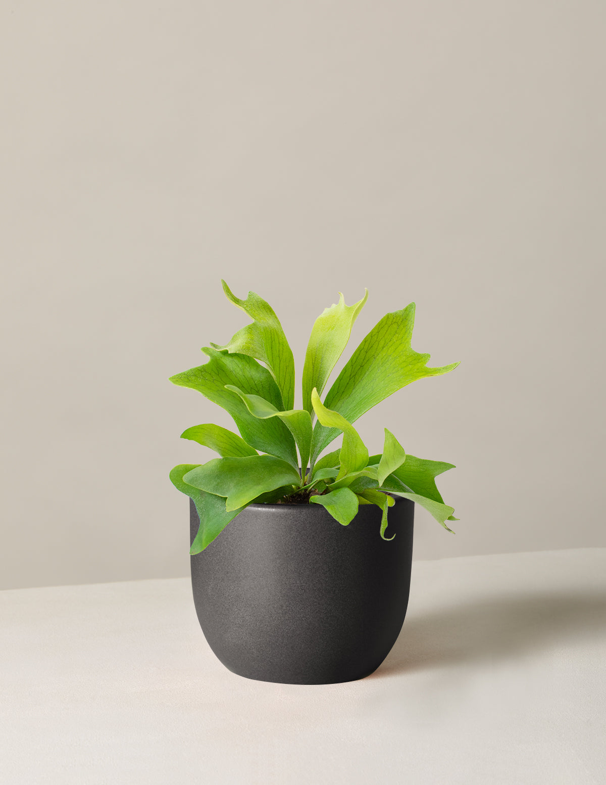 Staghorn Fern