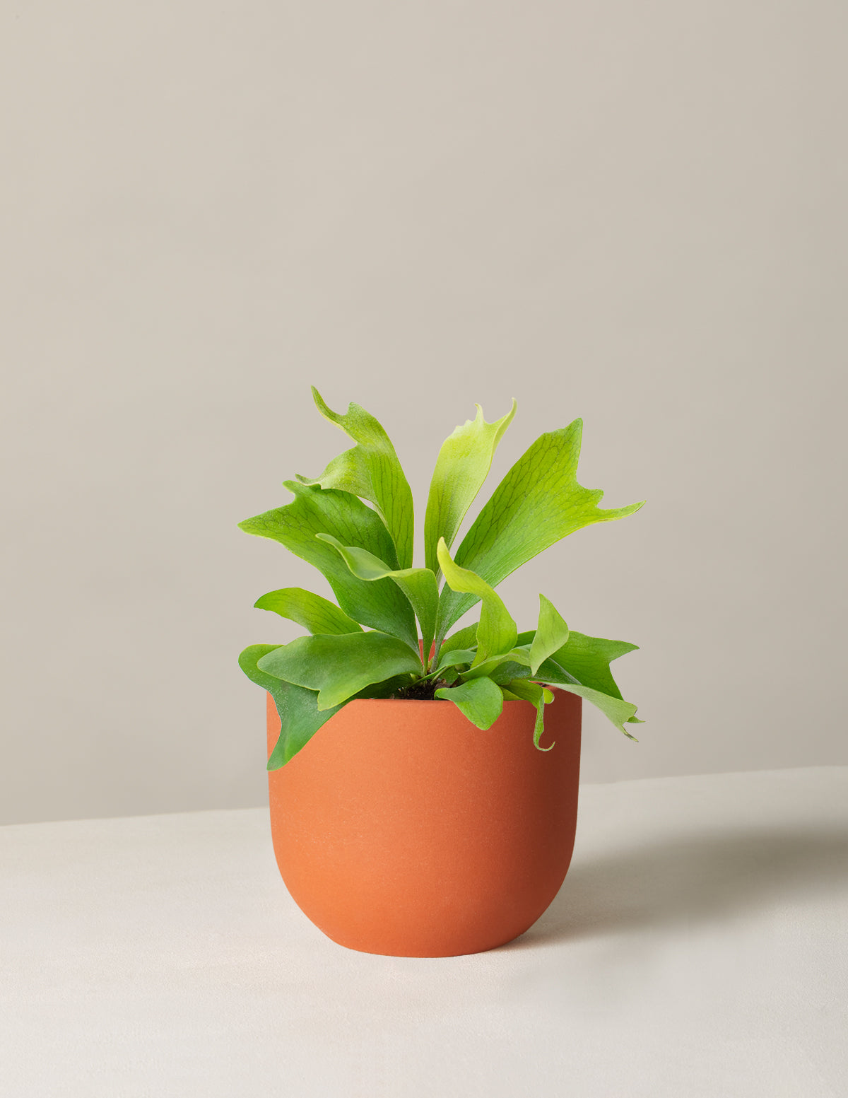 Staghorn Fern