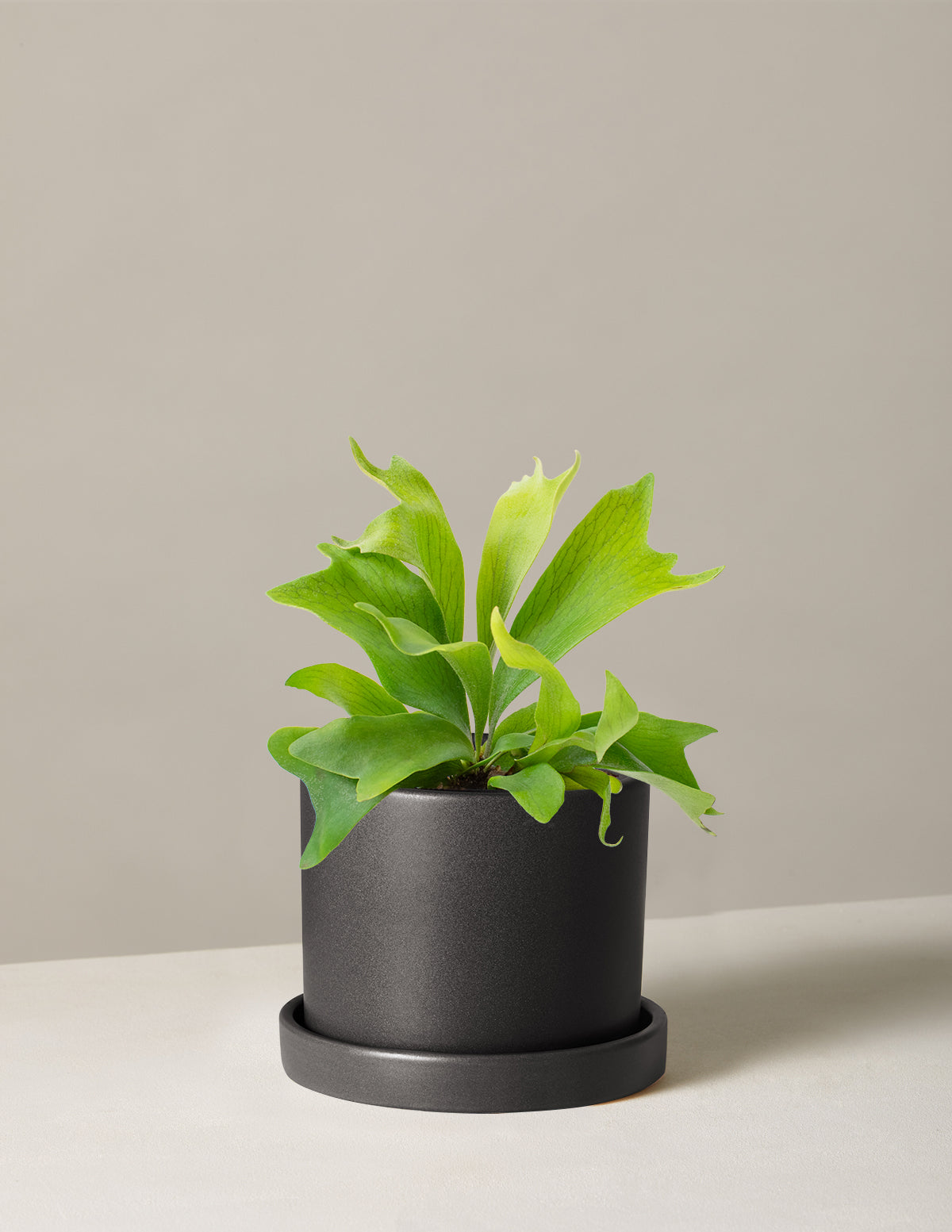 Staghorn Fern