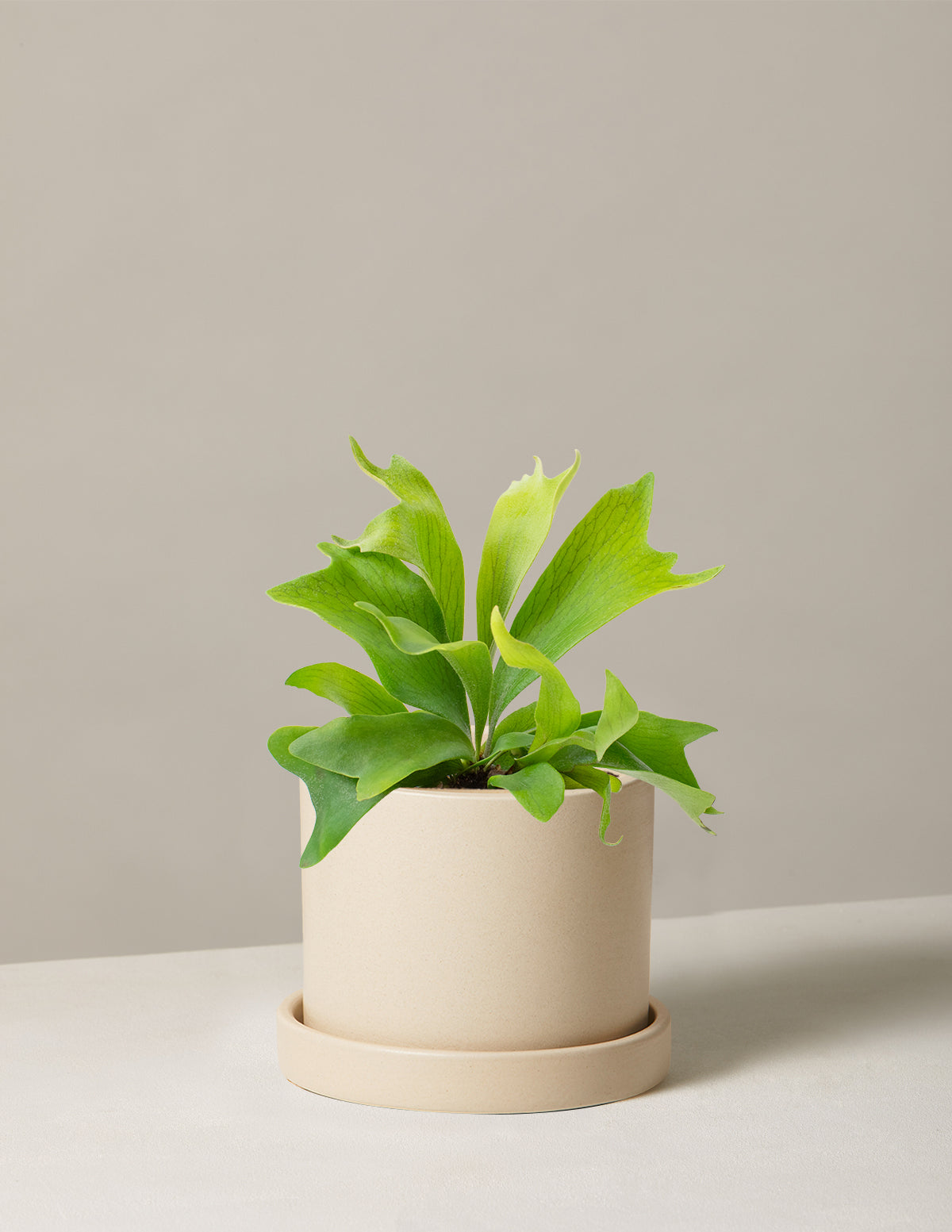 Staghorn Fern
